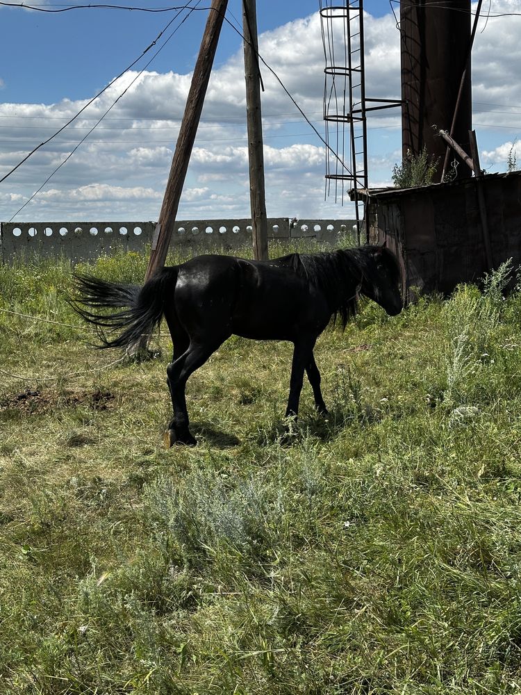 Продам жеребца обученый