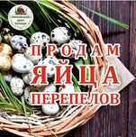 Перепелиные яйца. всегда свежие..