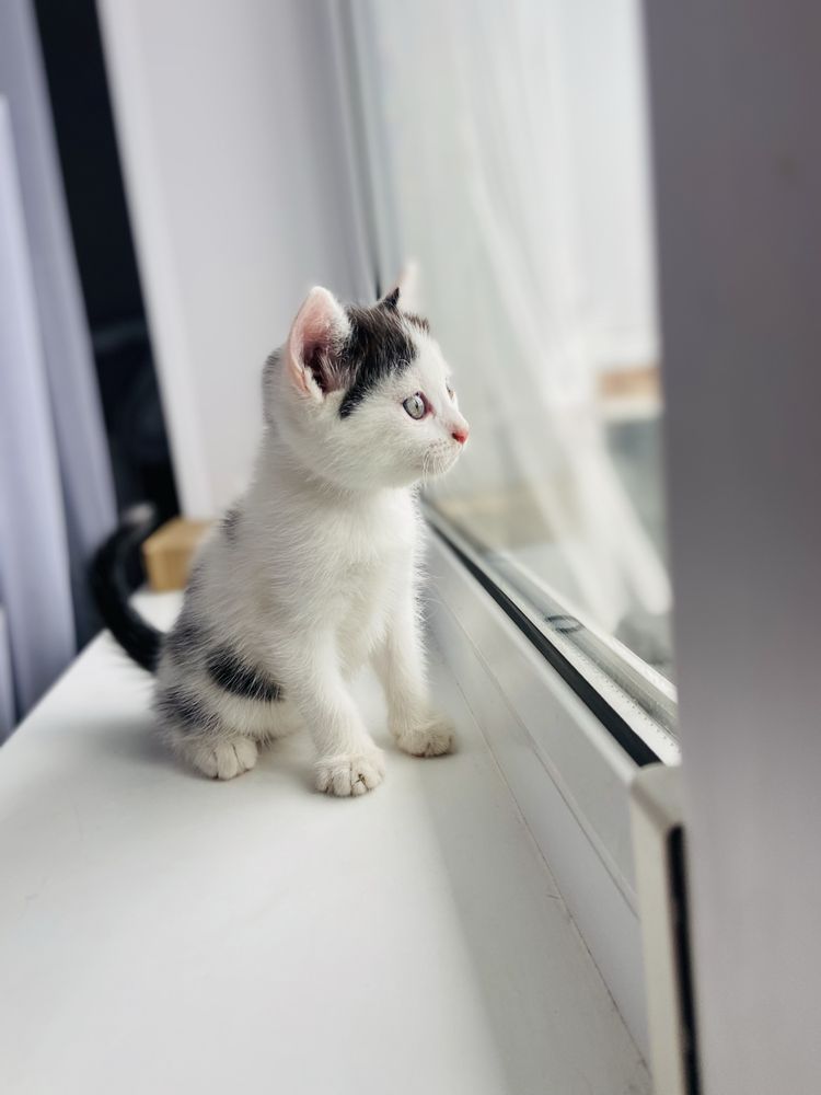 Отдам котят бесплатно