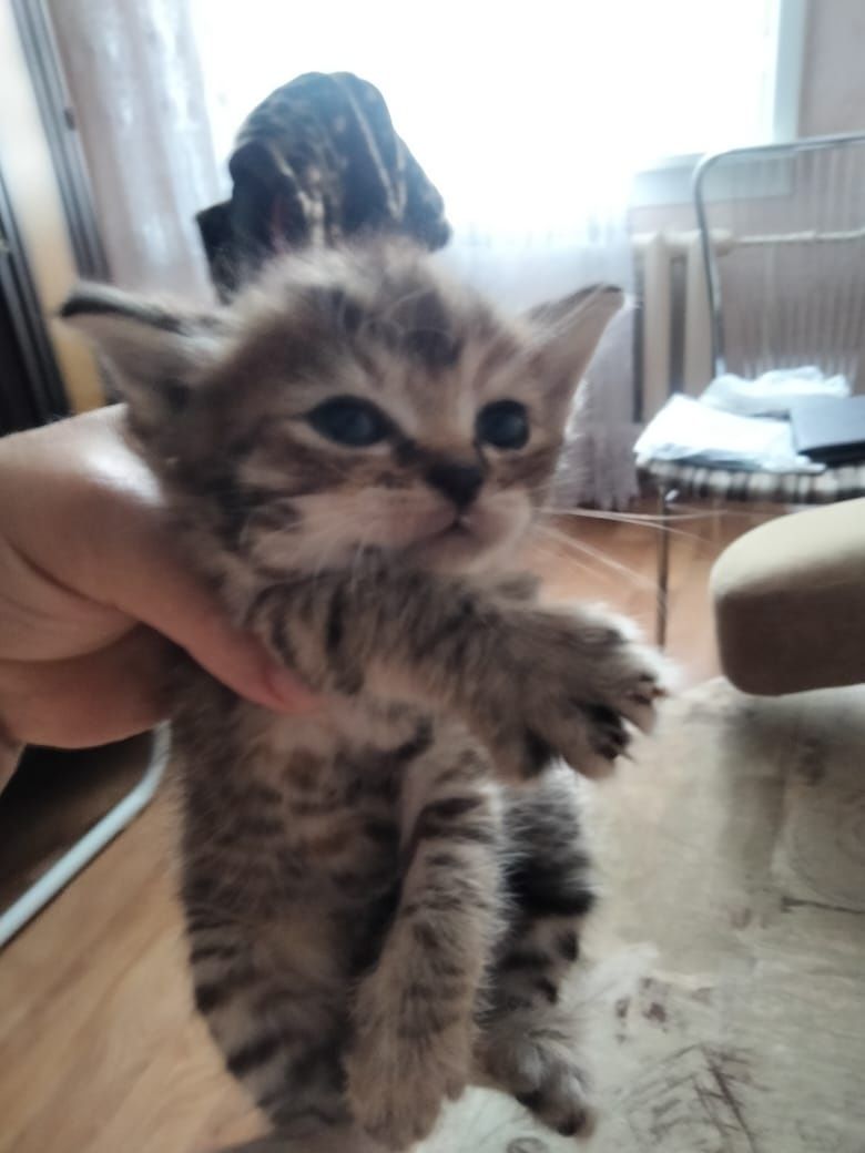 Отдам котят в добрые руки