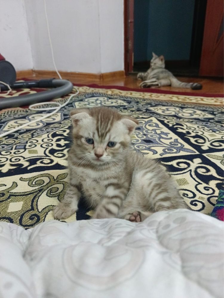 Пародисты котёнок мальчик вислоухий