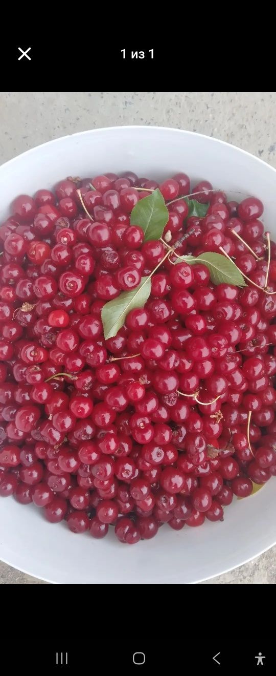 Продам вишню, сочная вкусная