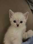 котенок, мальчик