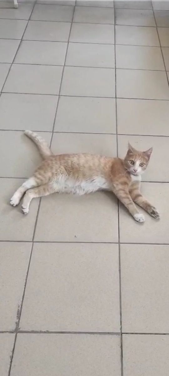 Кот подросток ищет дом