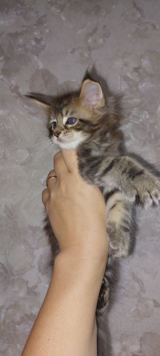 Котята мейн-кун!!!
