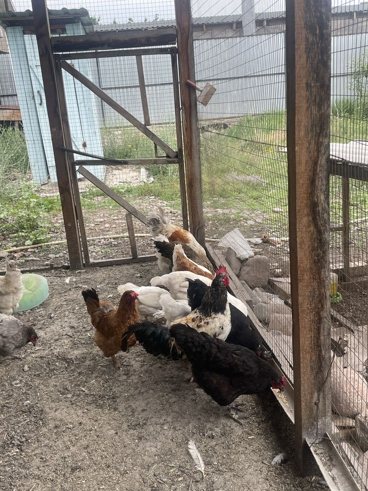 Продаются,куры несушки разных парод