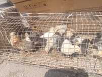 Продам подросшенных цыплят