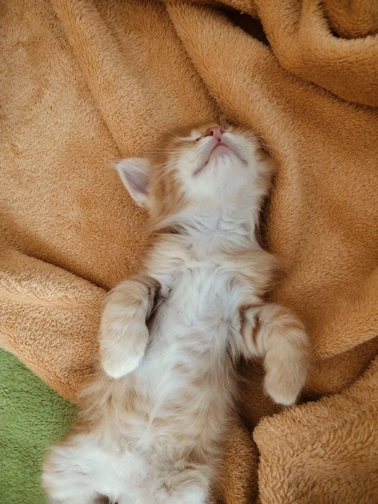 Котенок , девочка.Шымкент отдам в хорошие руки