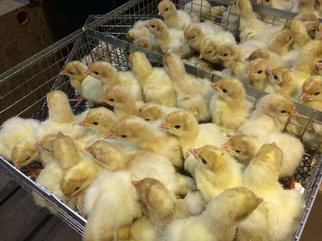 Инкубационное яйцо кур, уток, гусей, индюков на заказ и в наличии