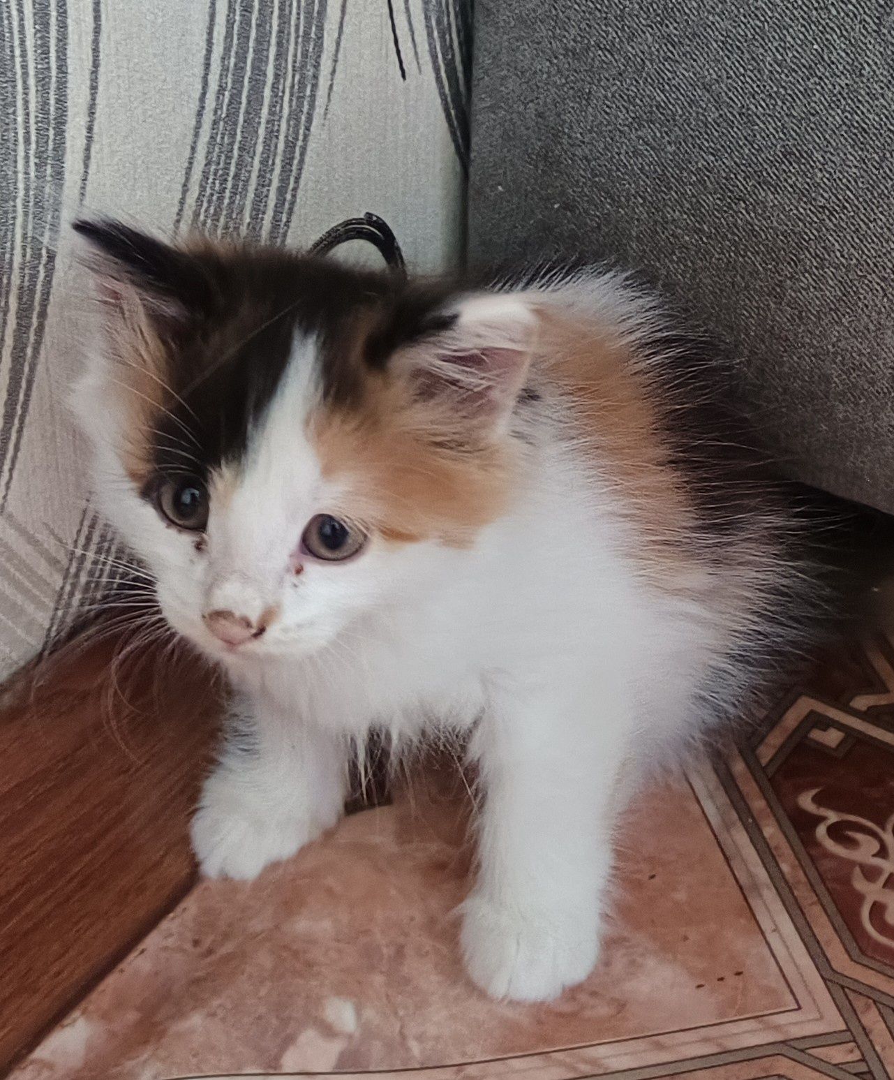 Отдам котят в добрые руки бесплатно