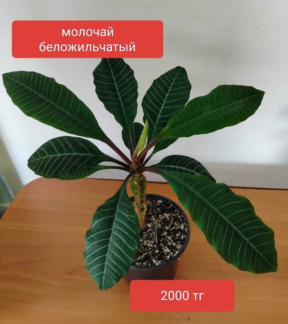 Продам комнатные  растения.