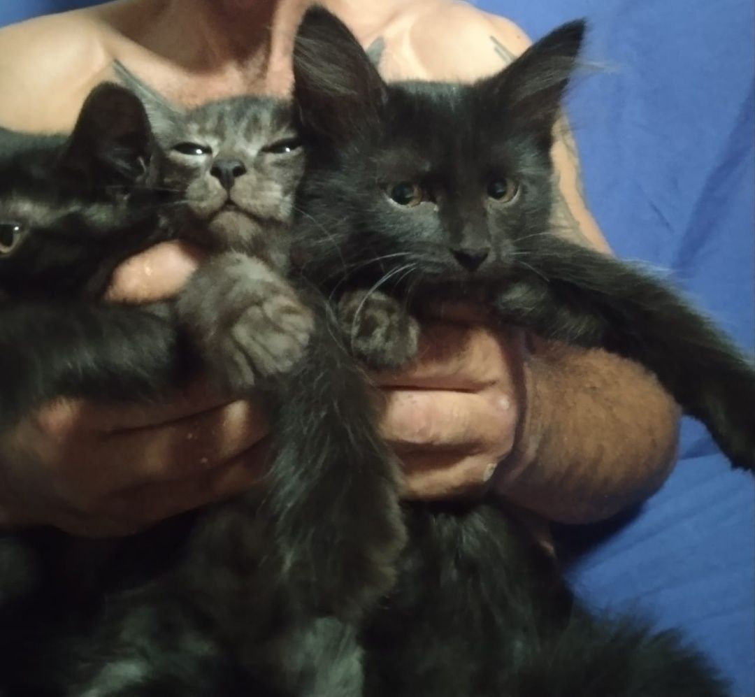 Котята от Шотландской кошки