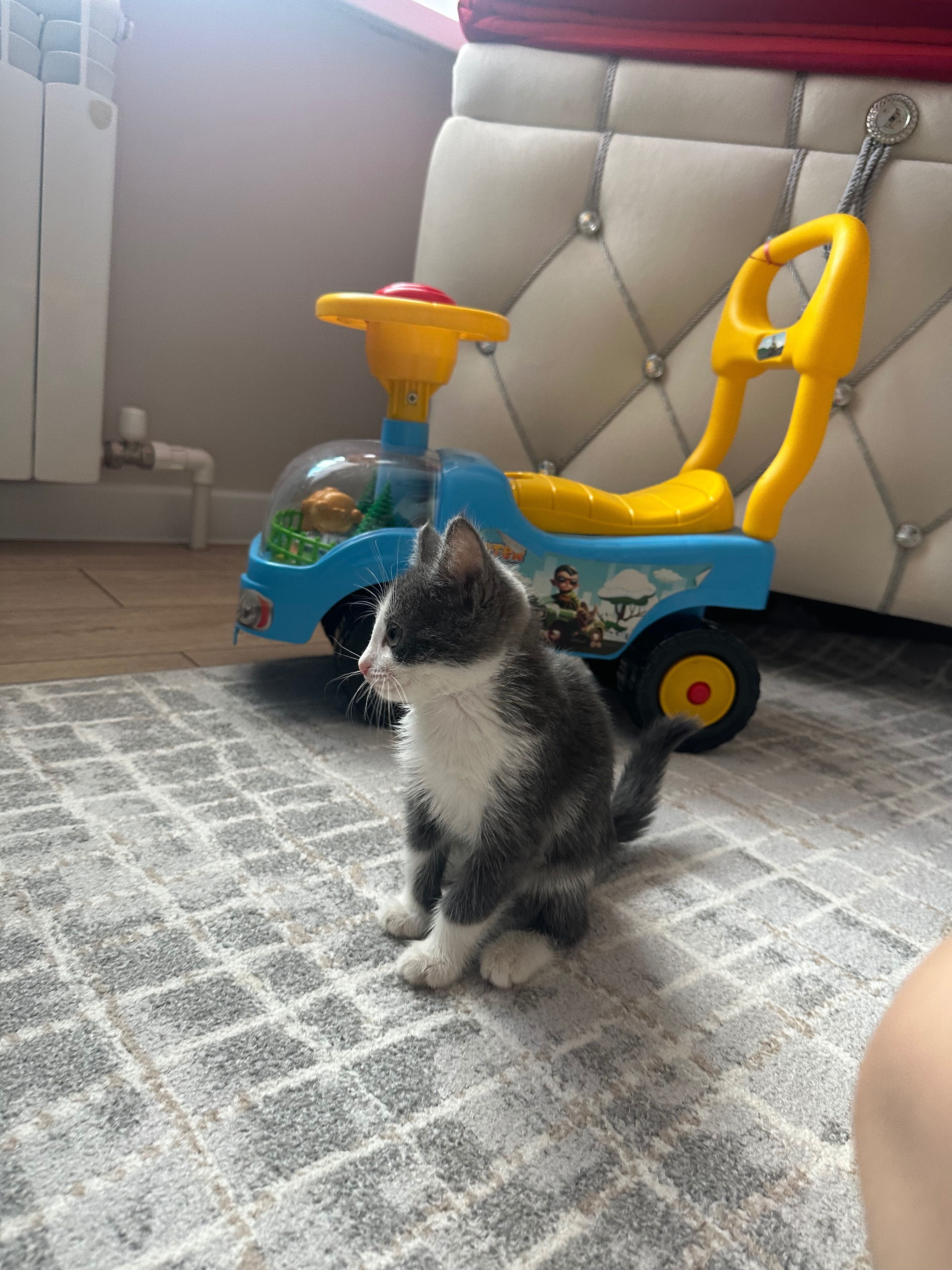 Отдам котенка в хорошие руки