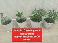 Цветы адениум, пеперомия. Оленьи рога