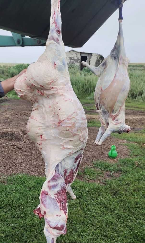 сатам продам Марка  Ешкы козы Кой Жилктеме Ет Мясо