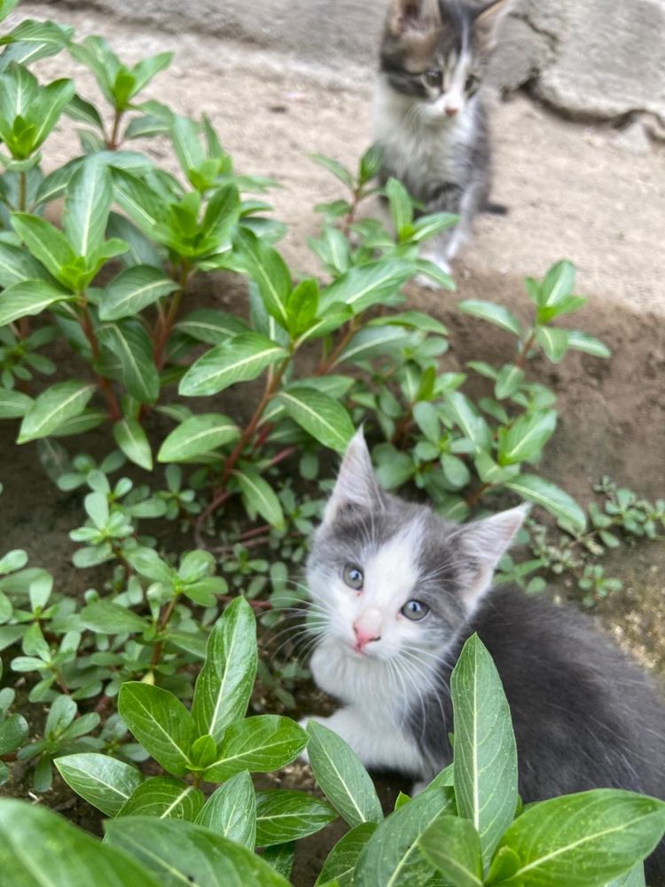 Отдам котят бесплатно