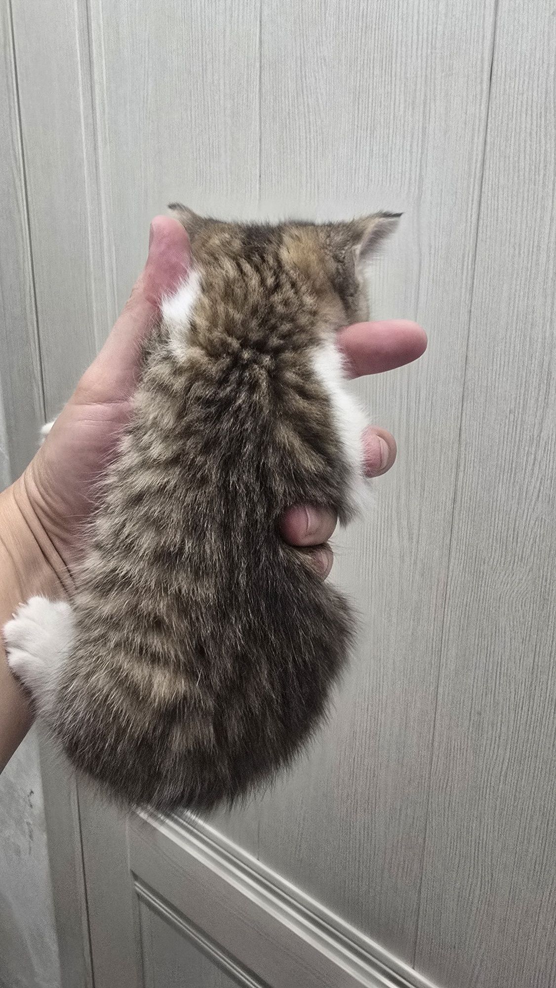 Продаю котят скотиф фолд