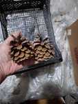 Продам шишки сосновые  большие и маленькие