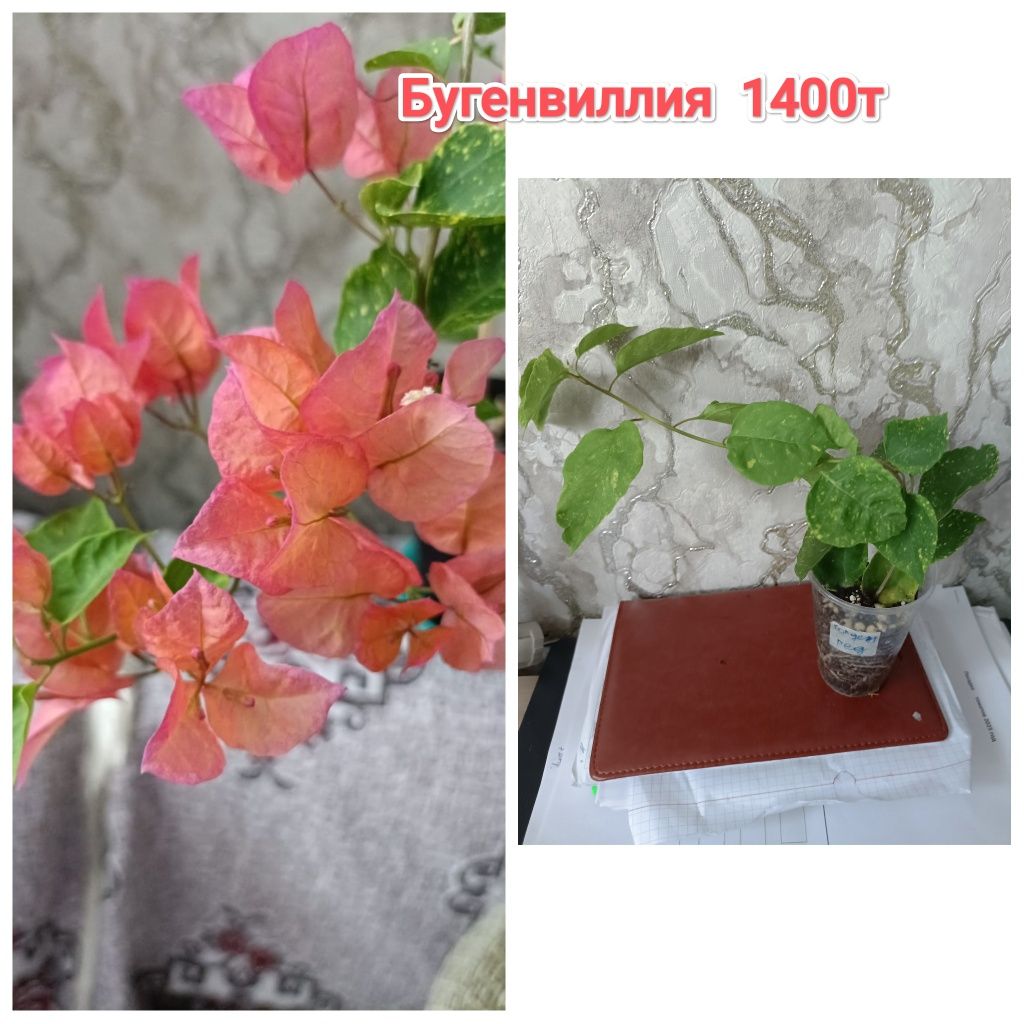 Комнатные растения