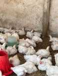 Продам подрощенного бройлера