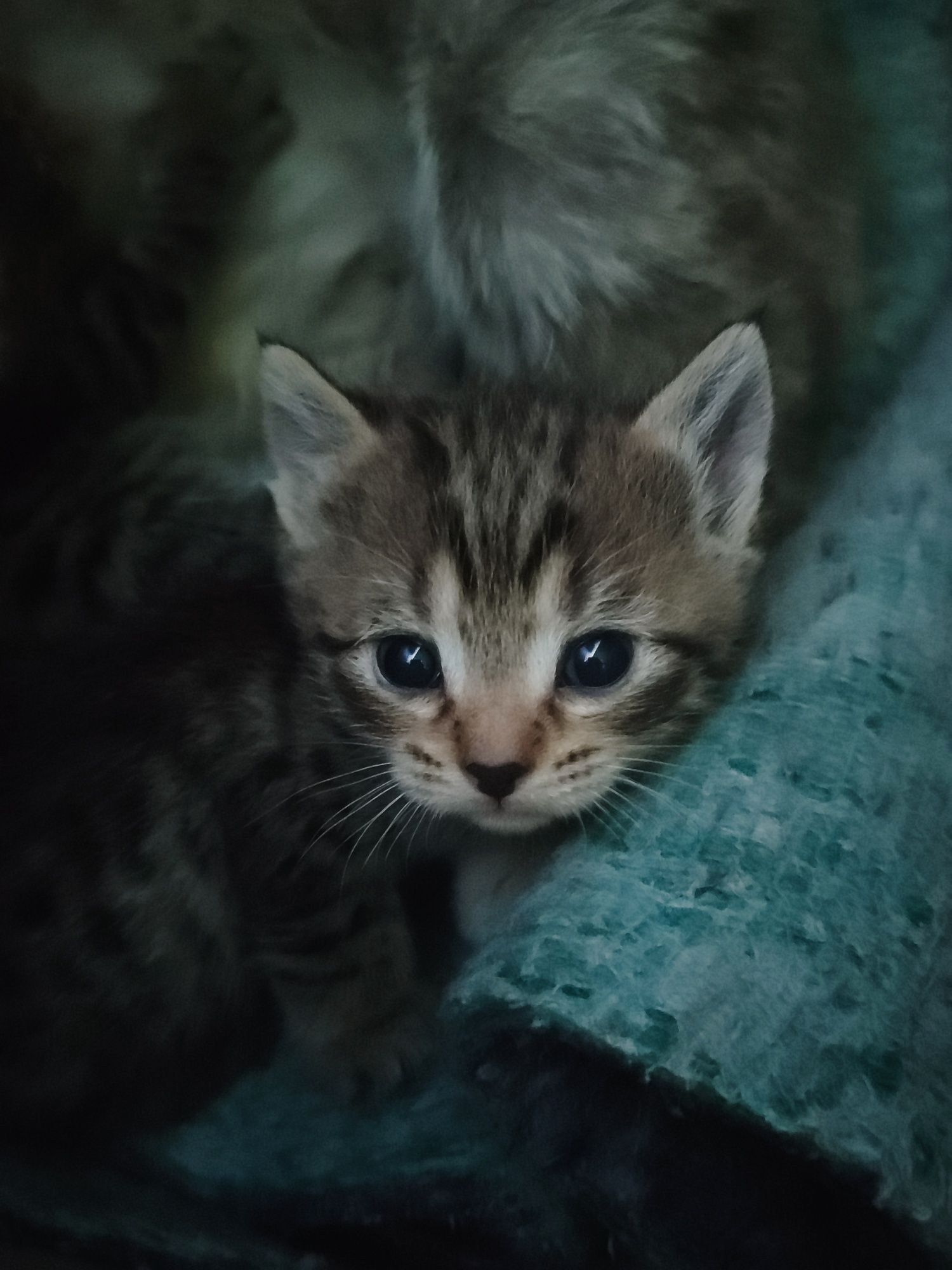 Отдам Бесплатно Новорожденных Котят