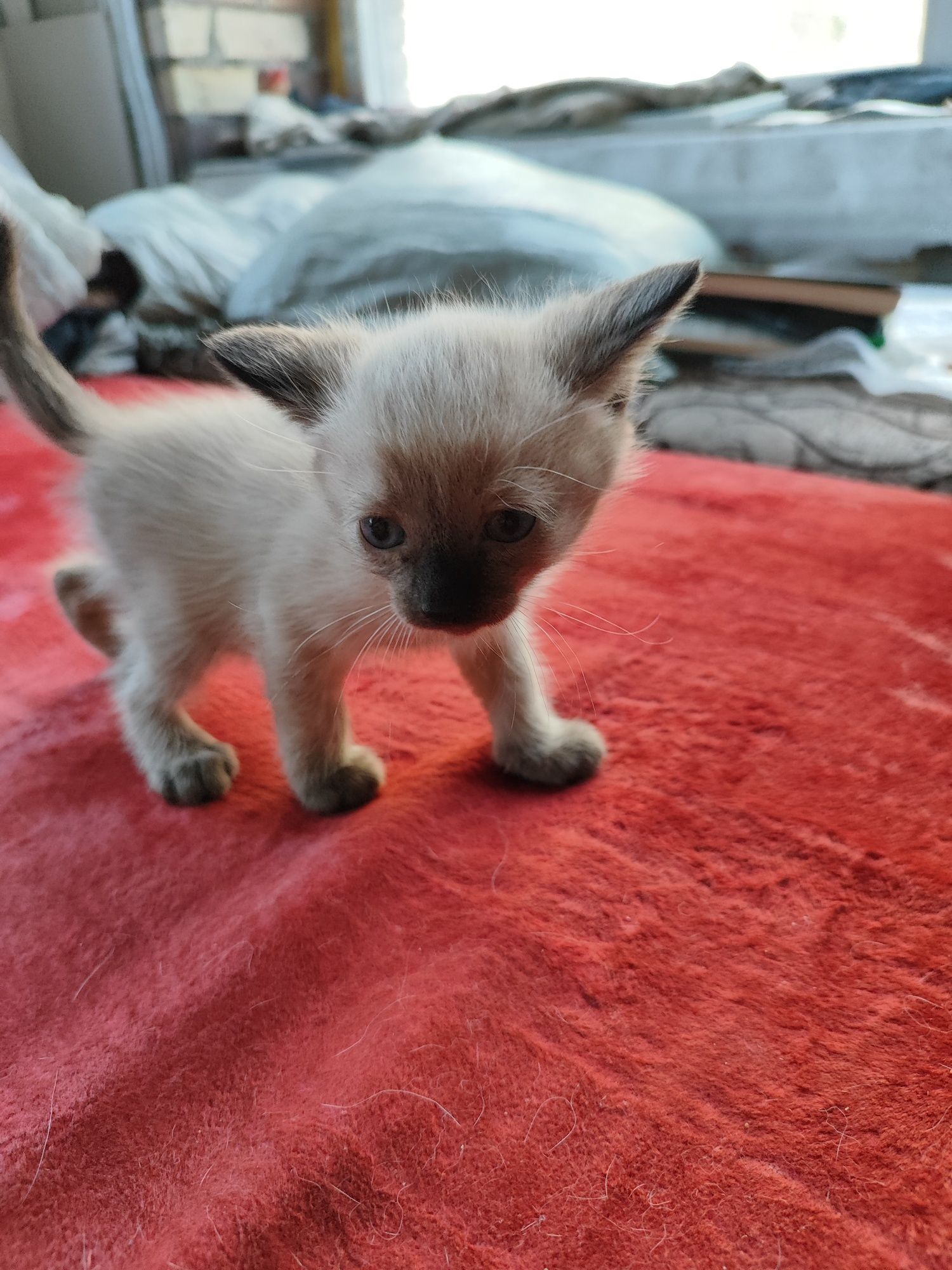 Отдам котят бесплатно