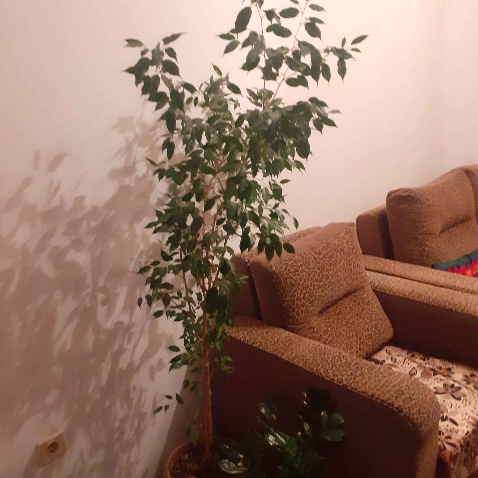 Продам фикусы,цветы семейного счастья