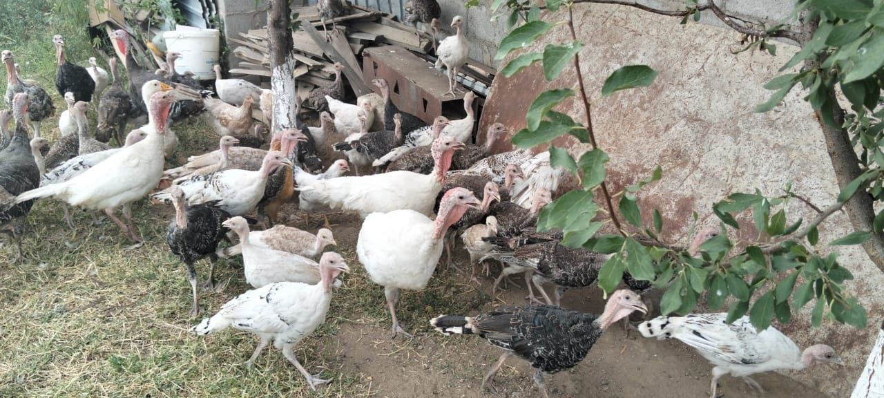 Продам индюшат только оптом 60 штук
