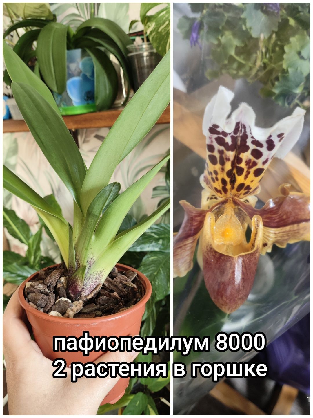 Растения для дома и офиса