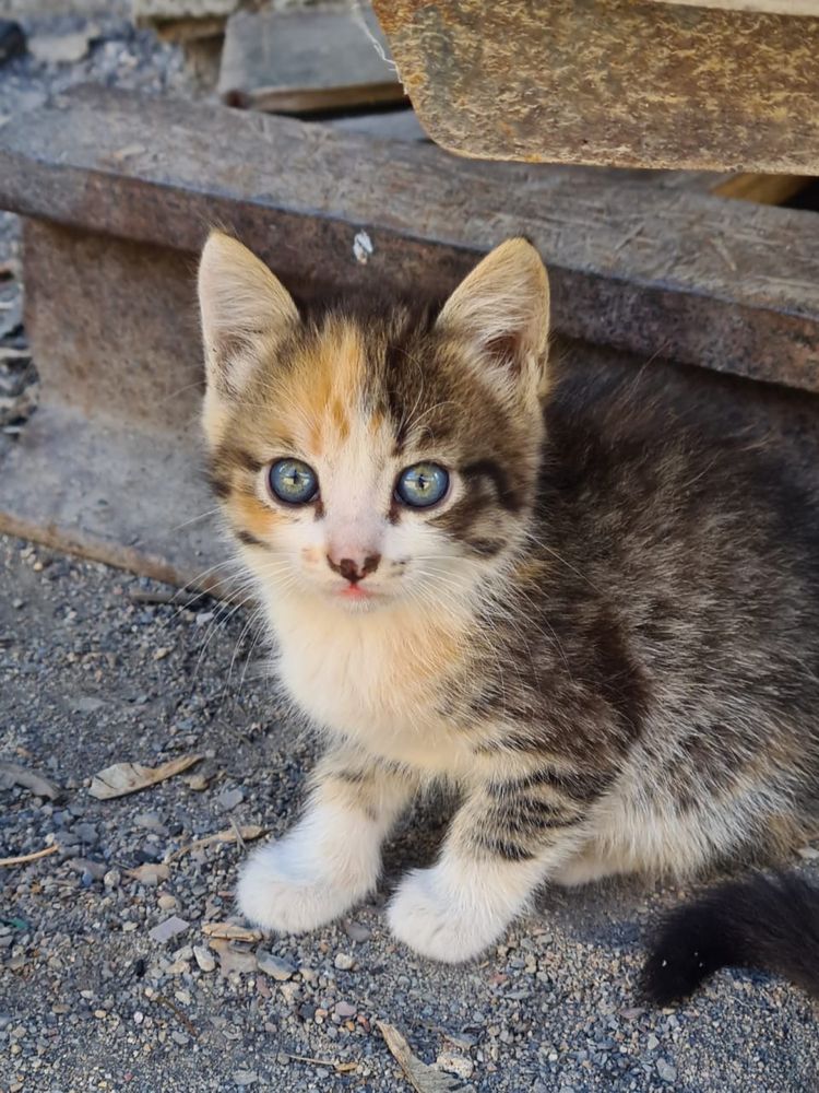 Котята ищут любящих хозяев