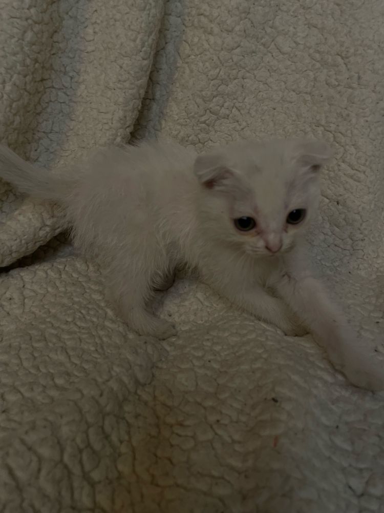 Продам котенка метис