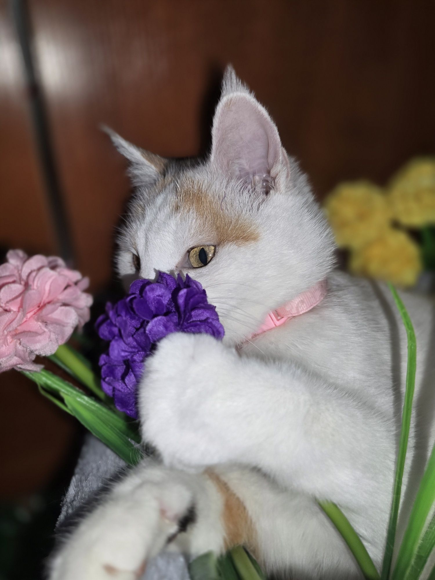 Милая Снежана ищет дом