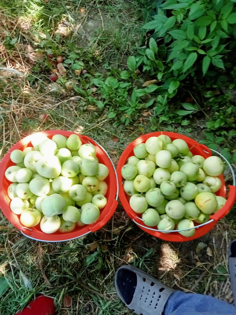 Продам дачу Жемчужина