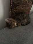 Котенок мальчик бесплатно