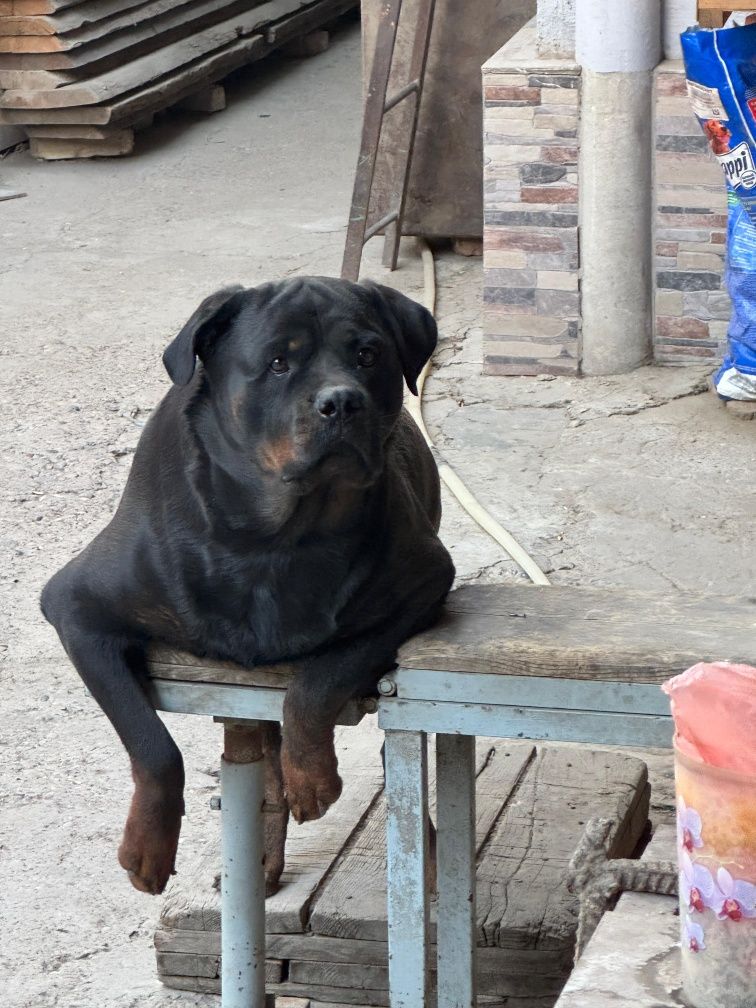 Щенок Ротвейлера