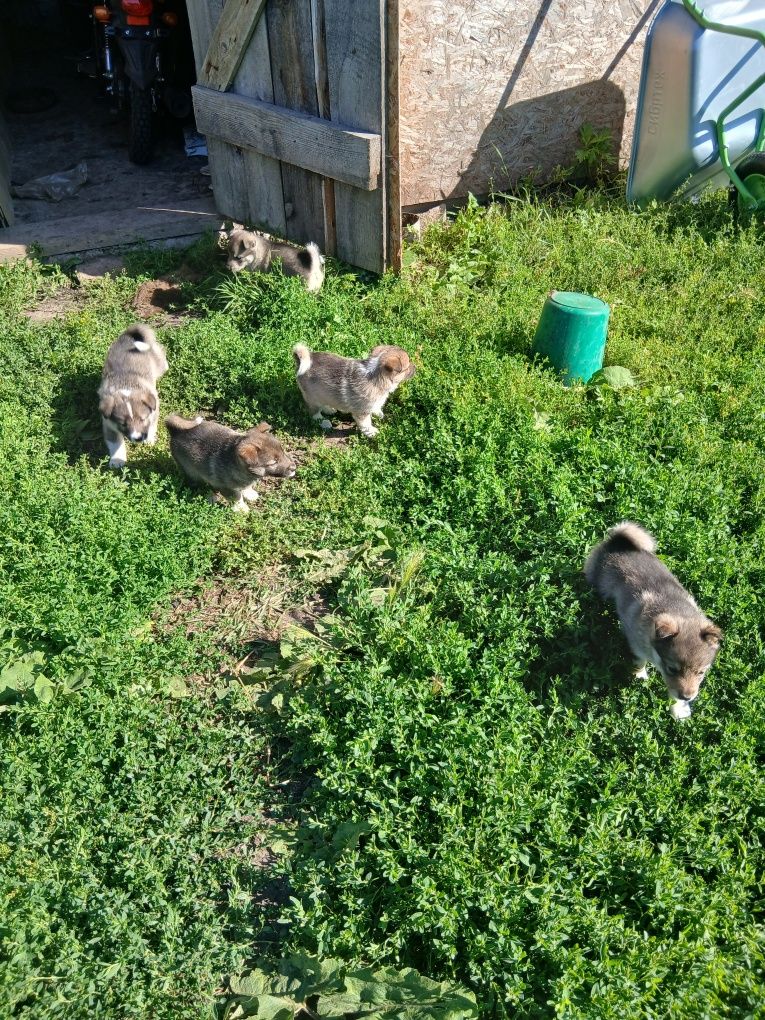 Продам щенят лайка