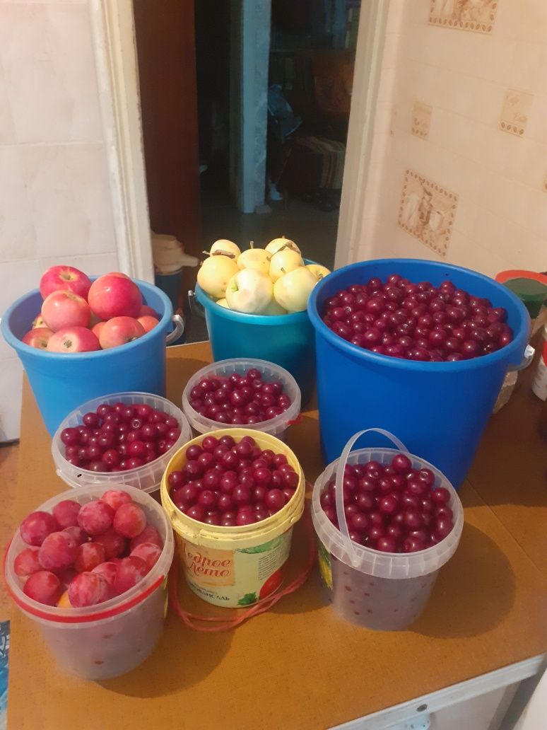 Продам вишню, сливы, яблоки