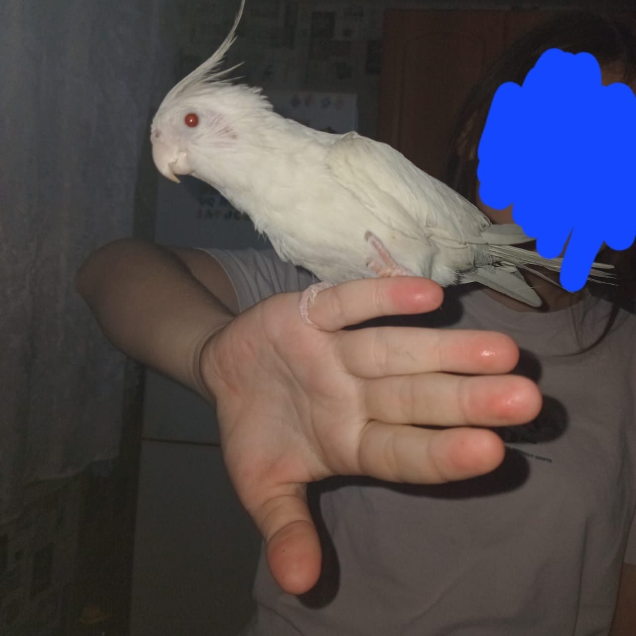 Карела попугай ручной