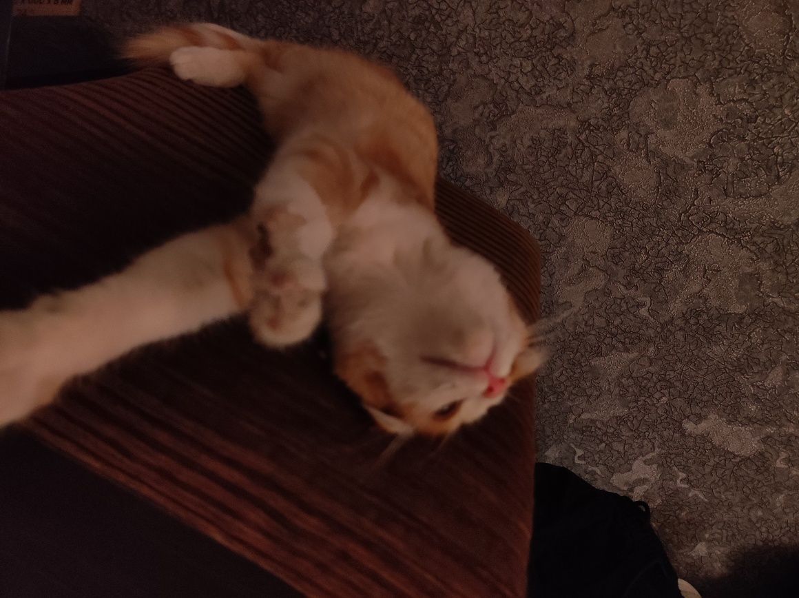 Котёнок рыжий вислоухий