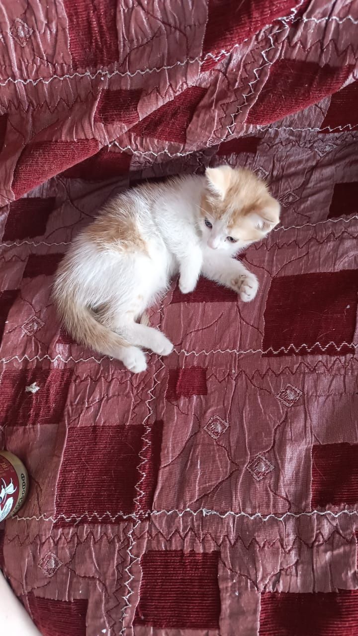Отдам котенка девочка