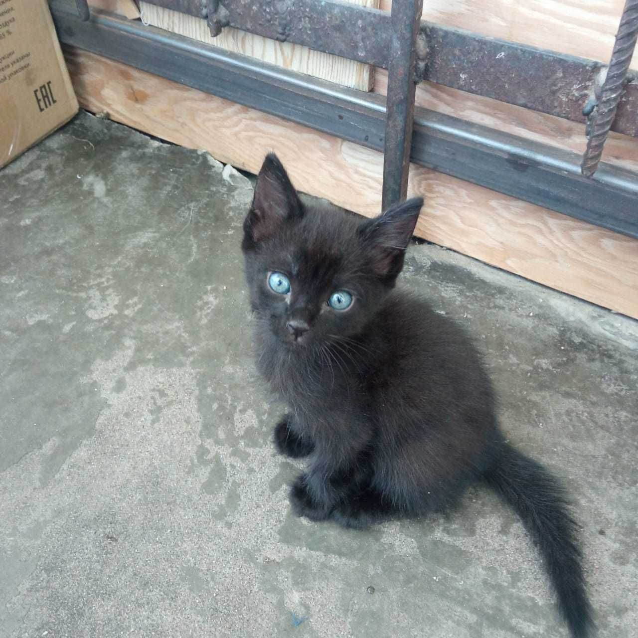 Котята крысоловы в добрые руки