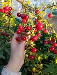 Продам вишню, сорт шпашка.