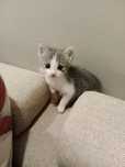 Котят в добрые руки