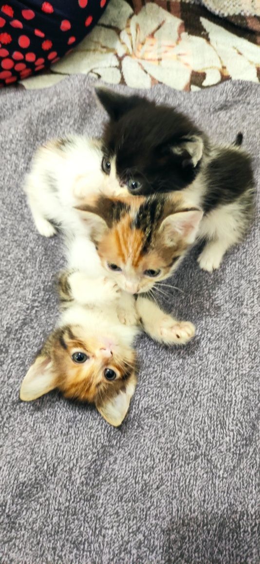 Отдам котят в добрые руки