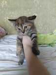 Котенок девочка, 2месяца