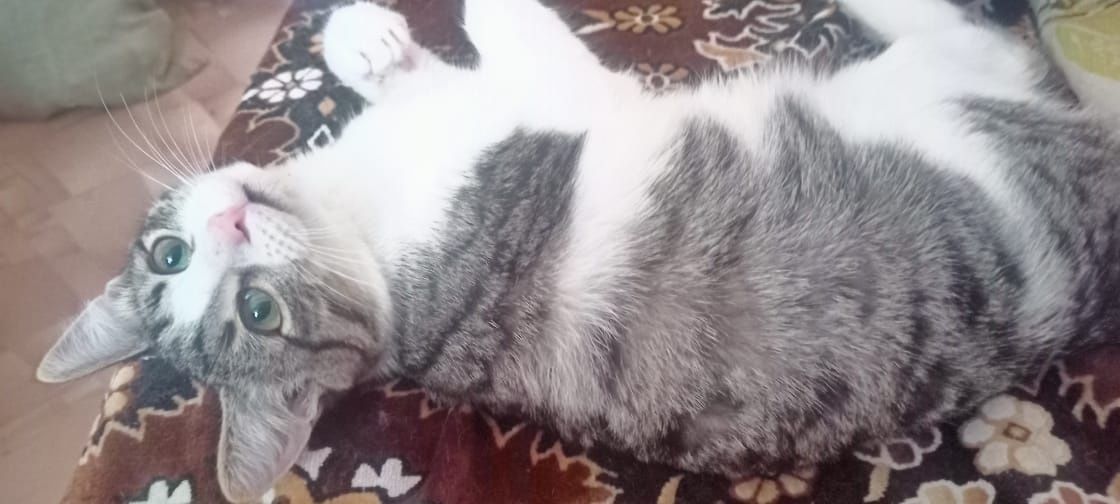 Шустрый котик Кузя  7 мес ищет дом
