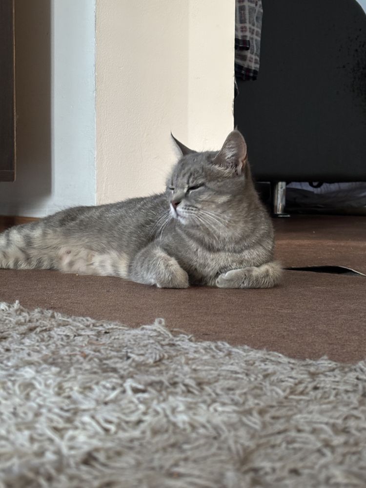 Отдадим кошку и трёх котят в добрые руки!