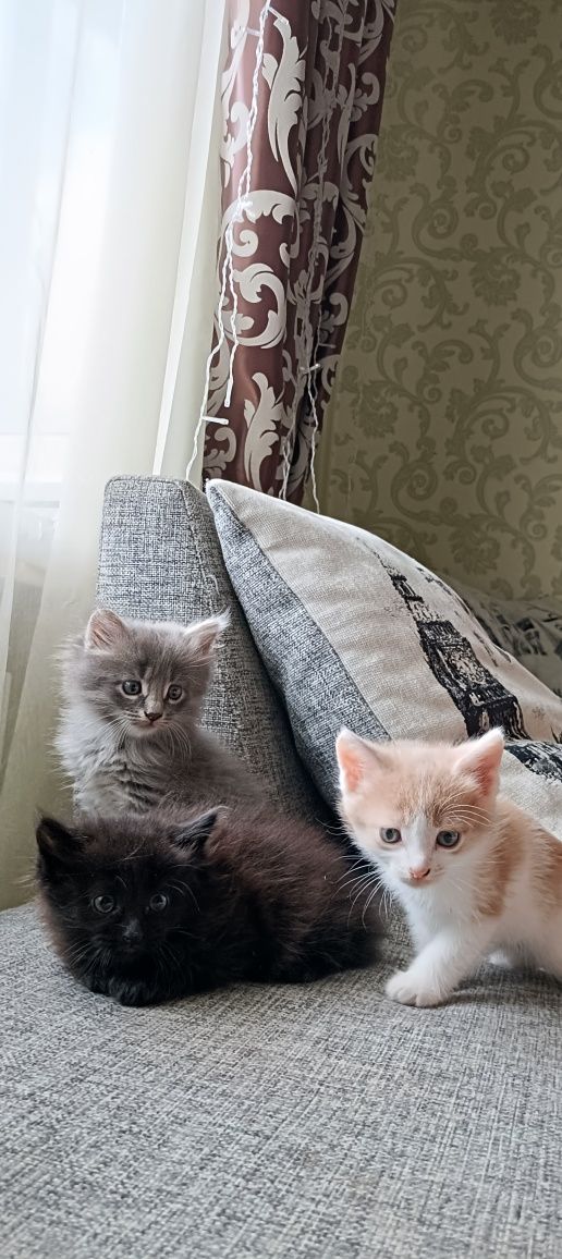 Отдам котят в добрые руки
