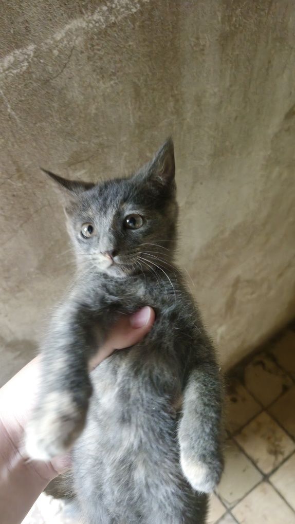 Даётся маленькая кошка