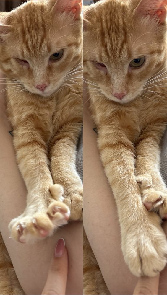 Особенный котик ищет дом
